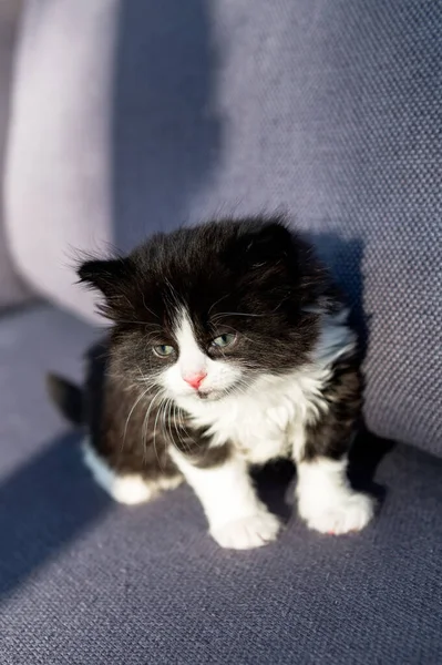 阳光明媚的时候 可爱的黑白相间的长毛小猫坐在沙发上 — 图库照片