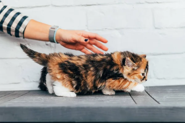 Niedliche Kleine Langhaarige Drei Farbige Calico Kätzchen Geht Mit Ladys — Stockfoto