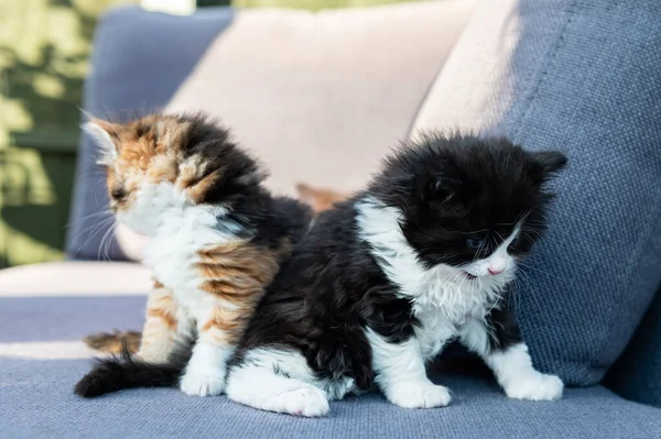 可爱的长毛小猫 如黑白相间的小猫和三只色彩艳丽的卡利科小猫 在阳光灿烂的日子坐在沙发上 — 图库照片