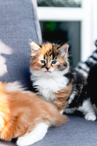 Aranyos 3 színű cica, calico — Stock Fotó