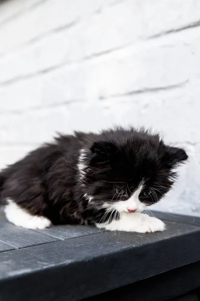Aranyos fekete-fehér cica — Stock Fotó