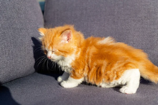 Aranyos vörös hosszú hajú cica — Stock Fotó