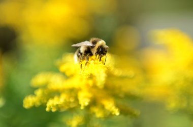 Çalışkan bumble-arı (arı) sarı çiçek