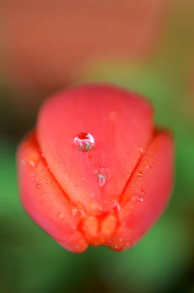 Tulipan i krople wody — Zdjęcie stockowe