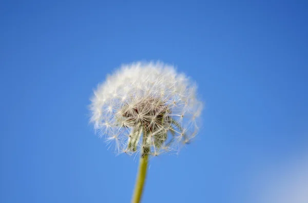 Dandelion and blue sky — Stock Photo, Image