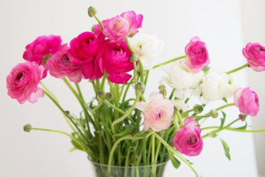 Pembe ve beyaz Düğünçiçeği