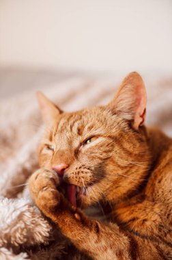 Tatlı kızıl kedi yumuşak bir battaniyeyle yatakta uyuyor.