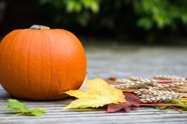 Turuncu kabak, buğday ve sonbahar yaprakları Woode üzerinde kapat