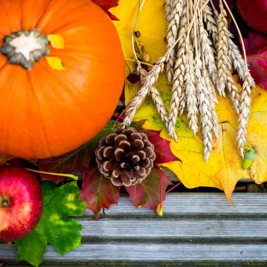 Turuncu kabak, buğday ve sonbahar yaprakları Woode üzerinde kapat