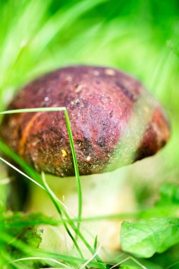 Boletus mantarı, mantar orman çim