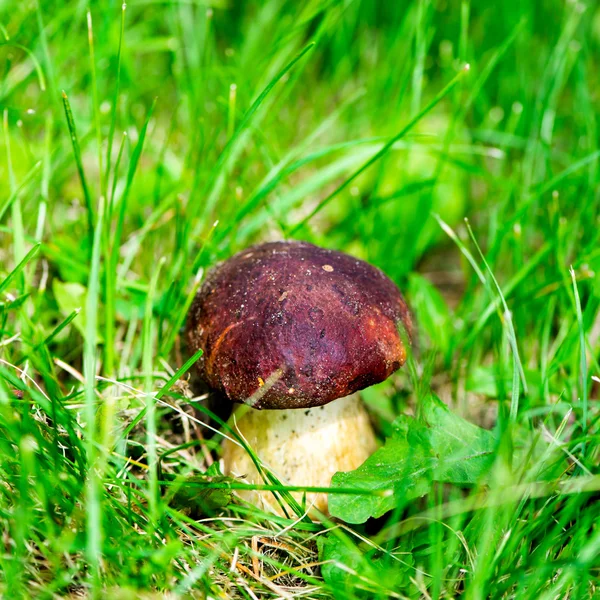 Boletus Edulis, Mushroom in the Grass in the Forest — Stock Photo, Image