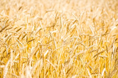 Altın buğday tarlası yakın.