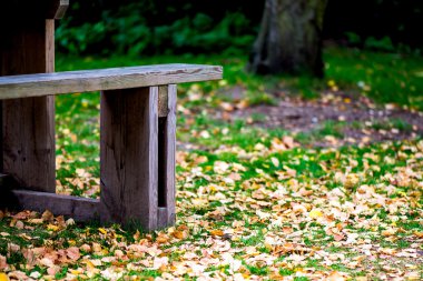 Sonbahar Park, sarı yaprakları yere yakın tezgah üzerinde