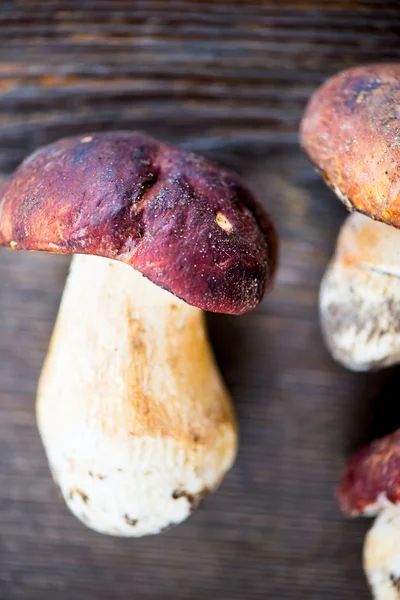 Boletus Edulis, Cogumelo deitado no fundo de madeira — Fotografia de Stock