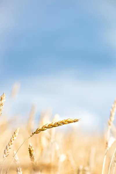 Wheat Field with Blue Sky and White Clouds — Stock Photo, Image