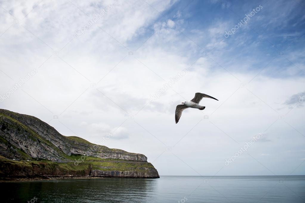 Seagull Bird flying in Llandudno, England, UK