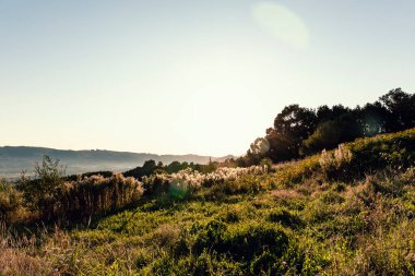 Güneş, orman ve çayır manzarasında gün doğumunda çekilmiş stok fotoğrafı.
