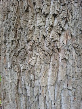 Ukrayna 'da sert ve çizgili ağaç kabuklarının yakın çekimi. Dikey çıkıntılar ve çatlaklar, yumuşak ve çevresel ışıktaki yaş ve doğal dokuyu ortaya koyuyor..