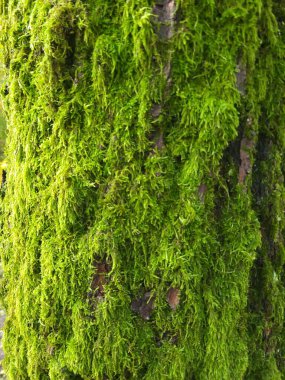 Sıcak güneş ışığı altında beş bileşik yaprak yeşilden kırmızıya ve turuncuya kayar, damarlar ve dokular yoğun bir doğal zemin üzerinde parlayarak sonbaharın dönüşümünü yakalar.