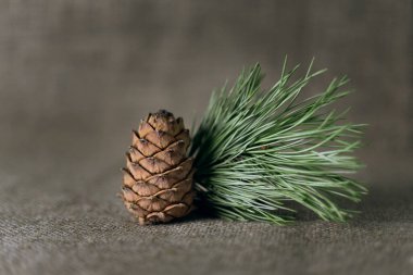 Çuval bezi arka planında sedir konisi yakın plan.