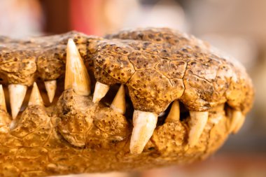 Timsah baş beyaz arka plan üzerinde