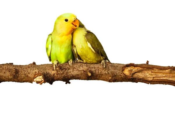 Birds love on isolated — Stock Photo, Image