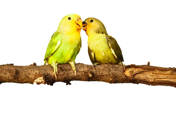 Birds love on isolated — Stock Photo, Image