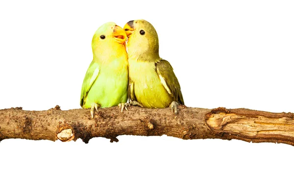 Birds love on isolated — Stock Photo, Image