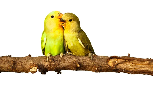 Birds love on isolated — Stock Photo, Image