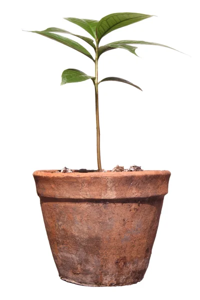Trees in pots on isolated — Stock Photo, Image