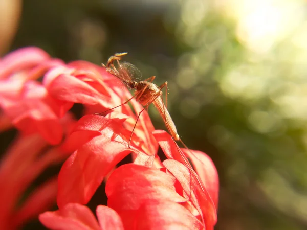 Mücke auf roter Blume — Stockfoto