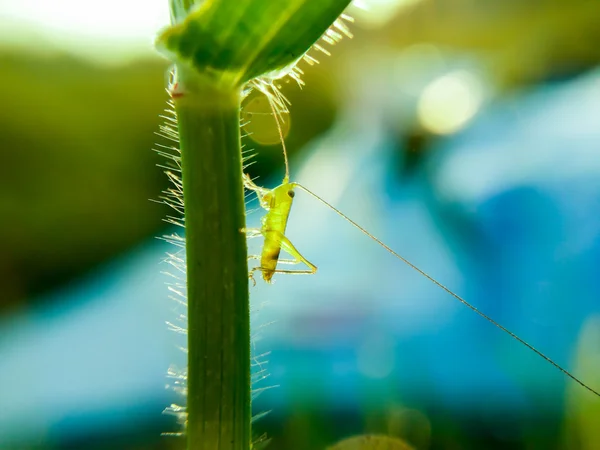 Kleiner Grasshoper-Hintergrund — Stockfoto