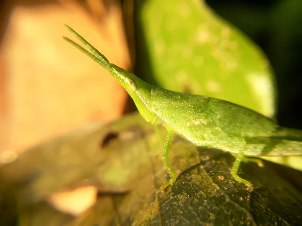 Grasshoper auf Blatt — Stockfoto