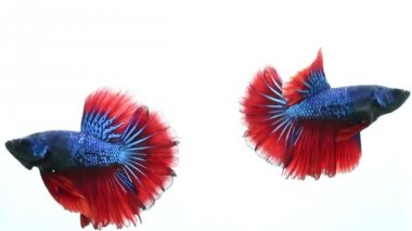 daha iyi izole arka plan üzerinde mücadele balık