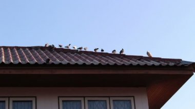 Çatıdaki güvercinler