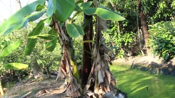 Bananenboom in plant station — Stockvideo