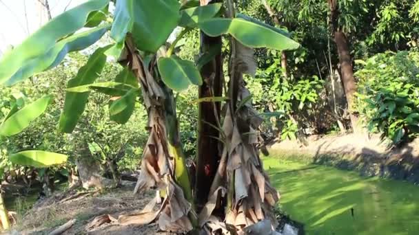 Albero di banane nella stazione delle piante — Video Stock