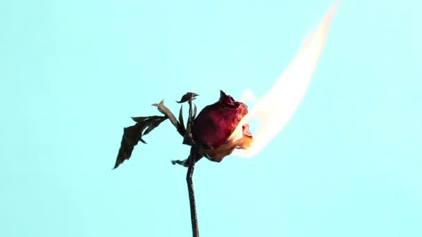 Róża na ogień — Wideo stockowe