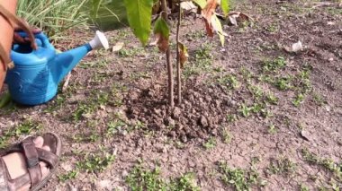 Mango ağacının sulama pot ile sulama