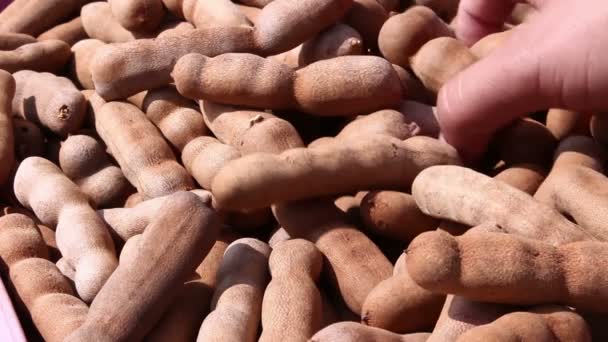 Χέρι επιλέχθηκε tamarind — Αρχείο Βίντεο