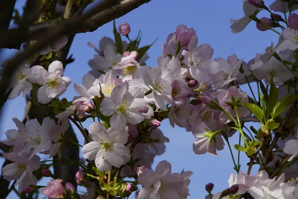 kiraz çiçeği ağacı