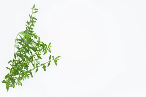 Herbs — Stock Photo, Image