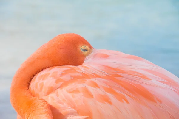 Flamingo — Stockfoto