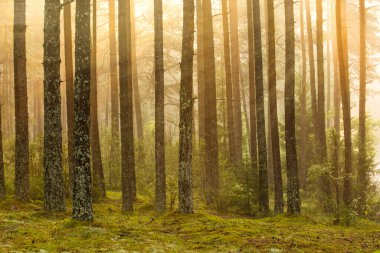 Ormanda gün doğumu