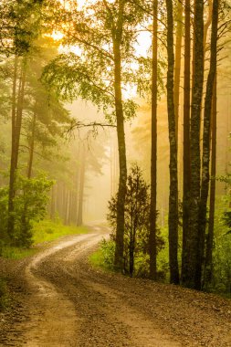 Ormanda gün doğumu