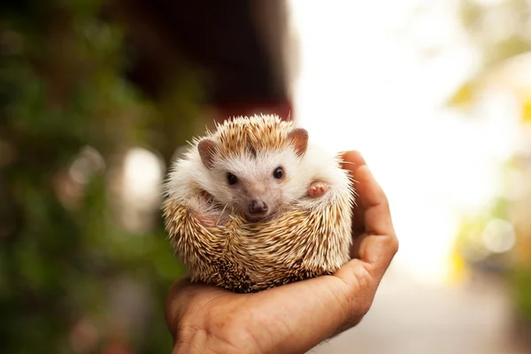 ハリネズミ写真素材 ロイヤリティフリーハリネズミ画像 Depositphotos ハリネズミ写真素材 ロイヤリティフリーハリネズミ画像 Depositphotos