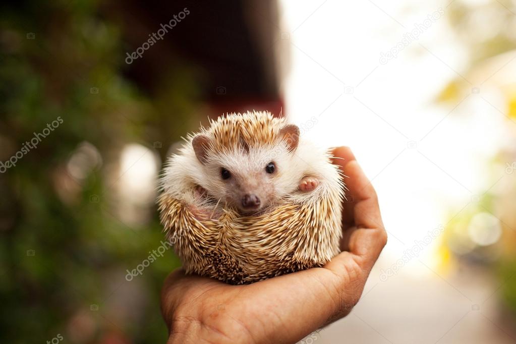 Little hedgehog in the palm