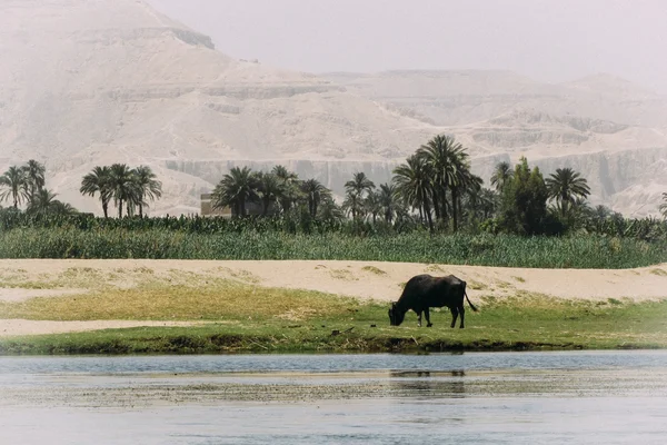 Nil Nehri üzerinde. Mısır. — Stok fotoğraf