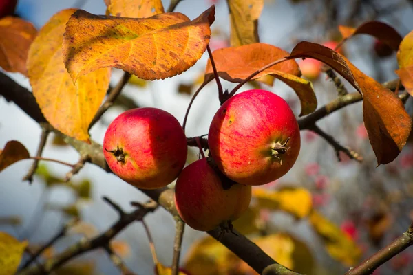 Tre röda äpplen på trädgren. — Stockfoto