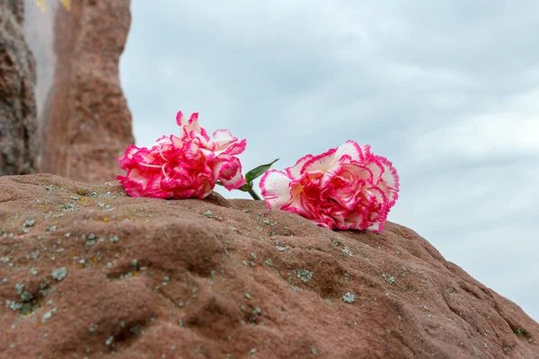 Дві рожеві гвоздики на камені . Стокове Фото